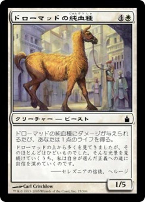 【Foil】【JP】ドローマッドの純血種/Dromad Purebred [RAV] 白C No.15